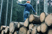 Natur, mennesker, CSR, træstammer, klimaforandringer 