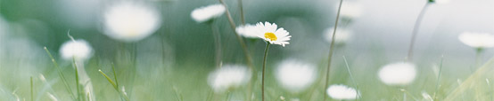 Blomster