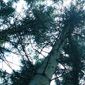 Nature, trees, organisation   